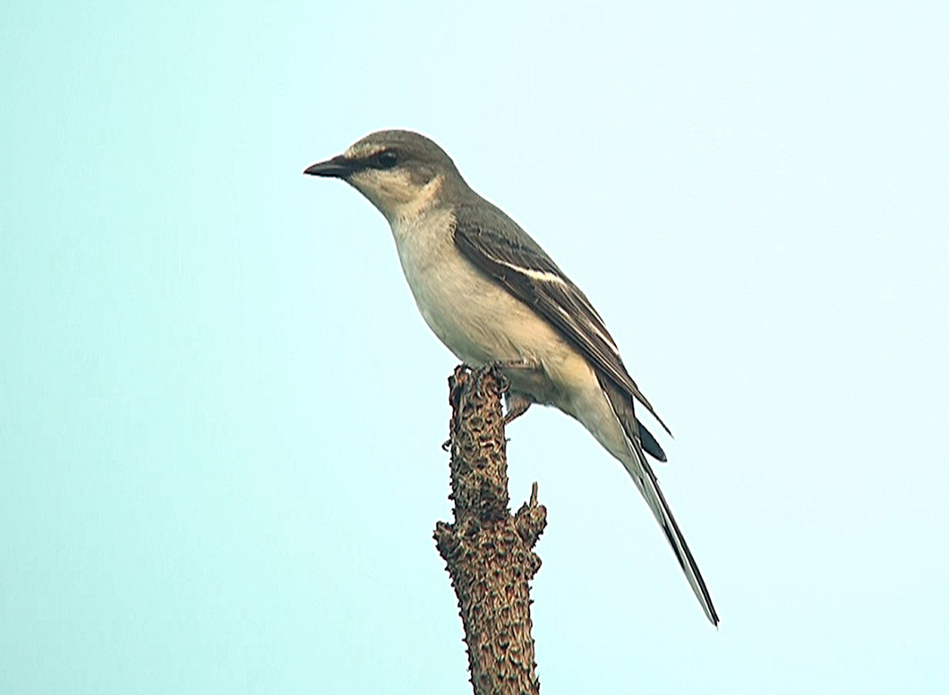 サンショウクイ 妙見の森周辺の野鳥 妙見の森野鳥図鑑 妙見の森へ行こう おでかけ 沿線情報 のせでん 能勢電鉄