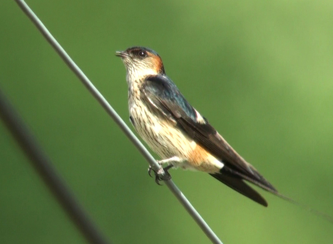 妙見の森野鳥図鑑 妙見の森へ行こう おでかけ 沿線情報 のせでん 能勢電鉄