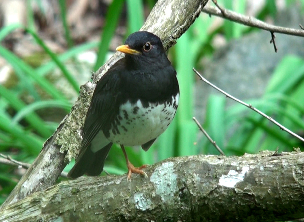 妙見の森野鳥図鑑 妙見の森へ行こう おでかけ 沿線情報 のせでん 能勢電鉄