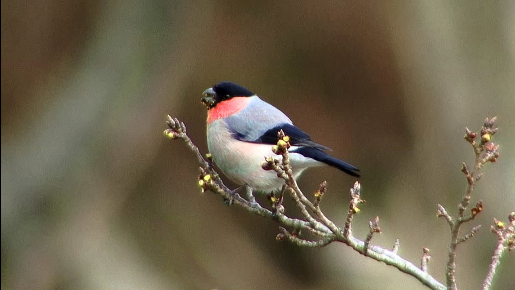 妙見の森野鳥図鑑 妙見の森へ行こう おでかけ 沿線情報 のせでん 能勢電鉄