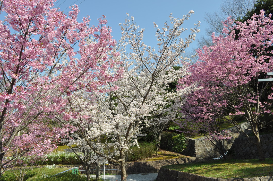 北ひばりが丘公園