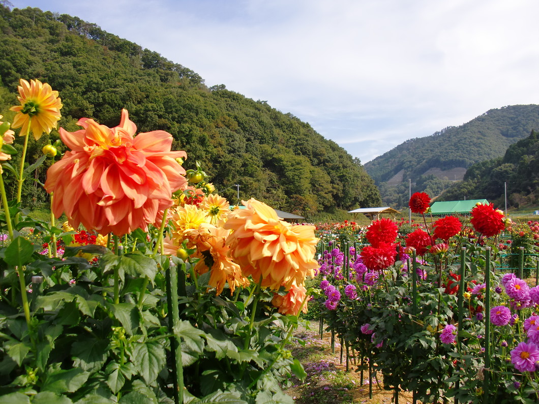 北摂里山街道から黒川公民館 黒川ダリヤ園コース おでかけモデルコース おでかけ 沿線情報 のせでん 能勢電鉄