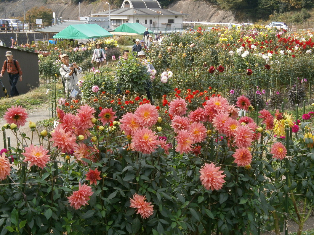 のせでん里山ハイキング 日本一の里山をのんびり満喫 のせでんハイキング おでかけ 沿線情報 のせでん 能勢電鉄